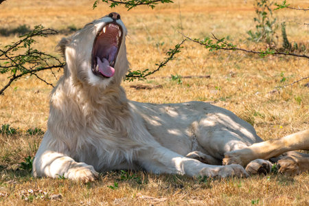 Close up of the jaws of a roaring white lion, in South Africaの写真素材