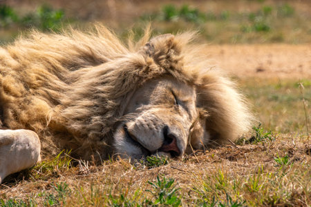 Close up of a lion, Panthera leo, in Kruger National Park, South Africaの写真素材