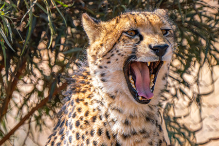 Close up of a roaring cheetah looking for a prey in Kgalagadi Transfrontier Park, South Africaの写真素材