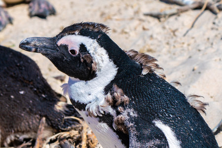 Young penguin loses feathers, colony of Boulders Beach near Simons Town, South Africaの写真素材