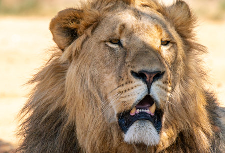 Close-up of the jaws of a roaring lion, in Kruger National Park, South Africaの写真素材