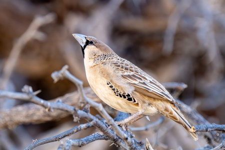 Sociable Weaver, or Philetairus socius, in Kgalagadi Transfrontier Park, South Africaの写真素材