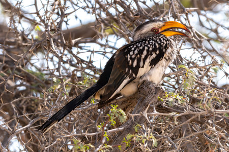 Close up of southern yellow billed hornbill, or Tockus leucomelas, in Kgalagadi Transfrontier Park,...