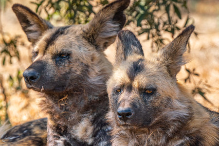 Close up of a brown hyena, or Parahyaena brunnea, (Hyaena brunnea) looking for a prey, in Kgalagadi Transfrontier Park, South Africaの写真素材