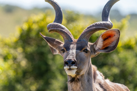 Greater kudu, in Addo Elephant National Park, South Africaの写真素材