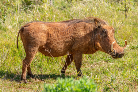 Desert warthog, or Phacochoerus aethiopicus, in Kruger National Park, South Africaの写真素材