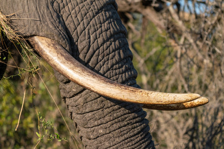Close-up of an elephant's tusks, in the Kruger National Park, South Africaの写真素材