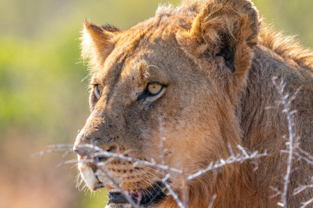 Close up of a young Lion, Panthera leo, in Kruger National Park, South Africaの写真素材