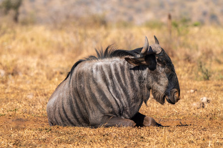 Wildebeest, or wildebeest, antelopes of the genus Connochaetes, in Kruger National Park, South Africaの写真素材