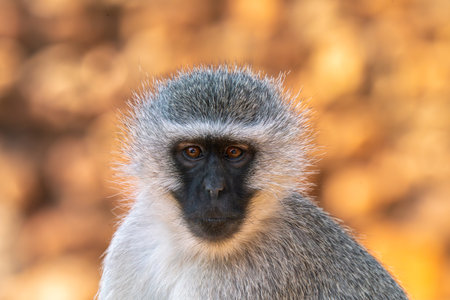 Close up of baboon in the Kruger National Park, South Africaの写真素材