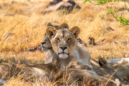 Close up of lioness, female lion, in Kruger National Park, South Africa