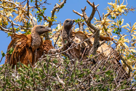 Cape vulture, or Cape griffon, or Gyps coprotheres, in Kruger National Park, South Africaの写真素材