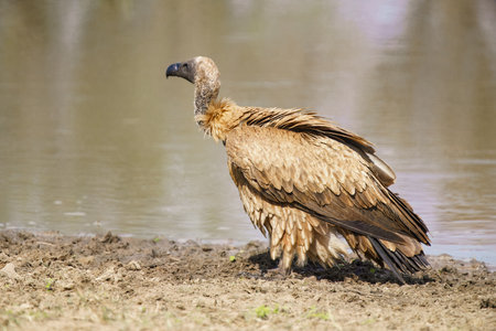 Cape vulture, or Cape griffon, or Gyps coprotheres, in Kruger National Park, South Africaの写真素材