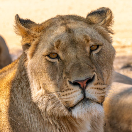 Close up of lioness, female lion, in Kruger National Park, South Africaの写真素材