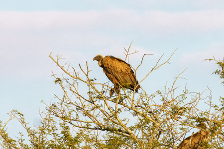 Cape vulture, or Cape griffon, or Gyps coprotheres, in Kruger National Park, South Africa