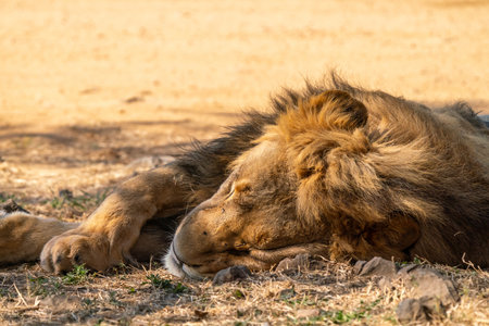 Close up of a lion, Panthera leo, in Kruger National Park, South Africaの写真素材