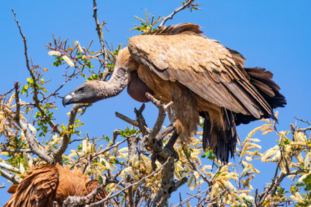 Cape vulture, or Cape griffon, or Gyps coprotheres, in Kruger National Park, South Africaの写真素材