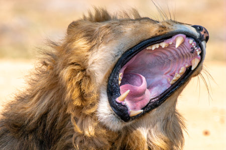 Close-up of the jaws of a roaring lion, in Kruger National Park, South Africa