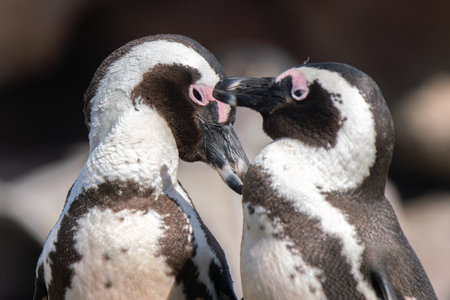 African penguin, or jackass penguin, or Spheniscus demersus, or Cape penguin, in the colony of...