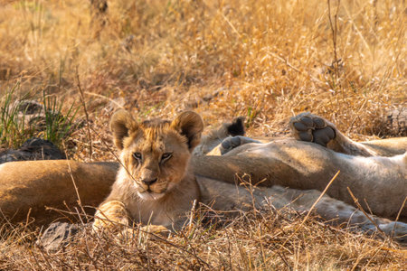 Close up of a Lion cub, Panthera leo, in Kruger National Park, South Africaの写真素材