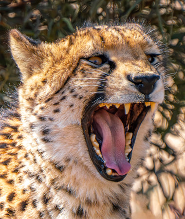 Close up of a roaring cheetah looking for a prey in Kgalagadi Transfrontier Park, South Africaの写真素材
