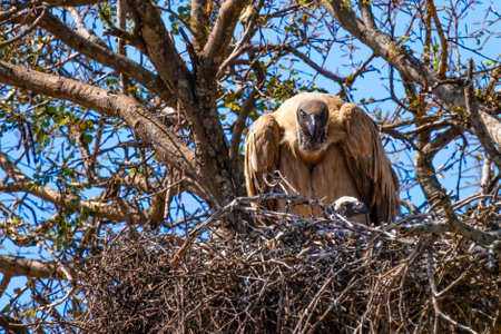Cape vulture, or Cape griffon, or Gyps coprotheres, in Kruger National Park, South Africaの写真素材