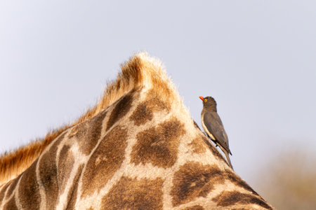 Red billed oxpecker helping giraffe by removing parasites, in Kruger National Park, South Africaの写真素材