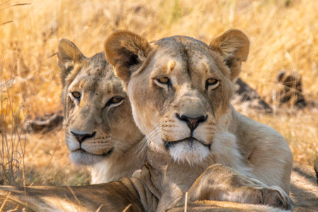 Close up of lioness, female lion, in Kruger National Park, South Africaの写真素材