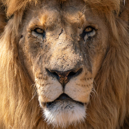 Close up of a lion, Panthera leo, in Kruger National Park, South Africaの写真素材