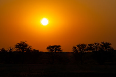 Sunset at Kgalagadi Transfrontier Park, South Africaの写真素材