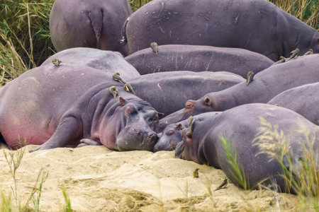 Birds oxpeckers helping hippo by removing parasites like ticks, in Kruger National Park, South Africaの写真素材