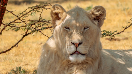 Close up of a white lion in Kruger National Park, South Africaの写真素材