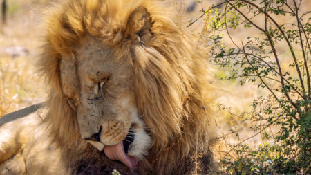 Close up of a lion, Panthera leo, in Kruger National Park, South Africaの写真素材