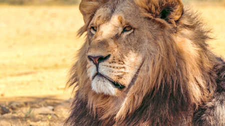 Close up of a lion, Panthera leo, in Kruger National Park, South Africa