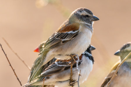 Close up of the Cape sparrow, or Passer melanurus, or mossie, in Kgalagadi Transfrontier Park, South...