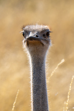 Close up of a South African ostrich, Struthio camelus australis, or black-necked ostrich, or Cape...