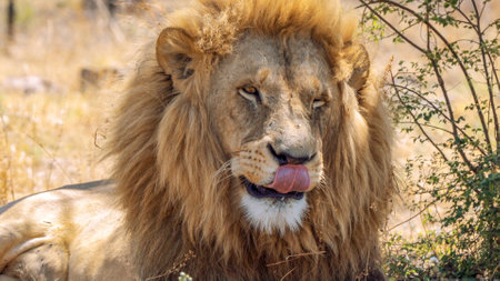 Close up of a lion, Panthera leo, in Kruger National Park, South Africa