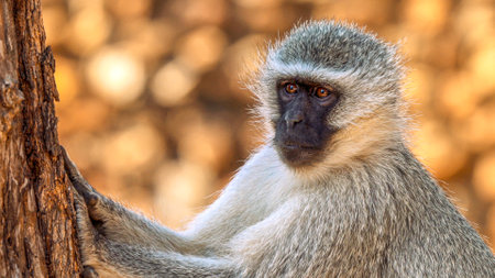 Close up of baboon in the Kruger National Park, South Africa