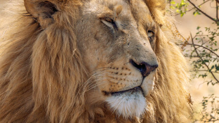 Close up of a lion, Panthera leo, in Kruger National Park, South Africa