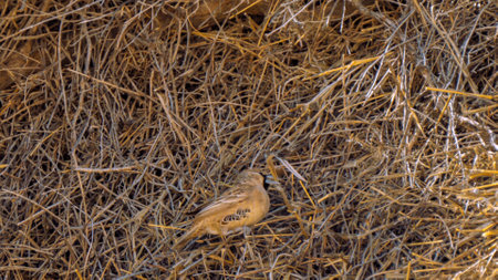Sociable Weaver working to build the biggest compound community nest of birds, perhaps the most spectacular structure built by any bird, in Kgalagadi Transfrontier Park, South Africaの写真素材