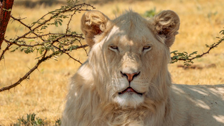 Close up of a white lion in Kruger National Park, South Africa