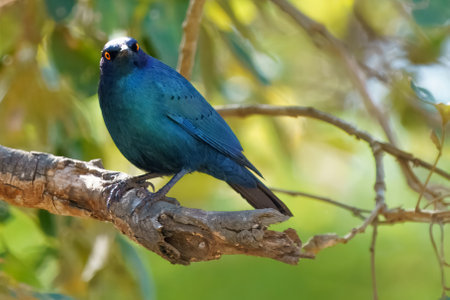 Cape Glossy Starling, or Lamprotornis nitens, in Kruger National Park, South Africaの写真素材