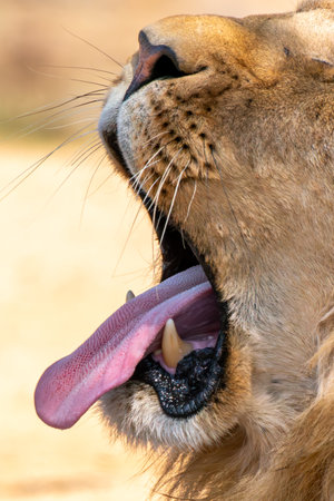 Close-up of the jaws of a roaring lion, in Kruger National Park, South Africaの写真素材