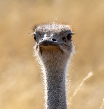 Close up of a South African ostrich, Struthio camelus australis, or black-necked ostrich, or Cape...