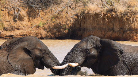 Two elephants fighting in a waterhole, in the Kruger National Park, South Africaの写真素材