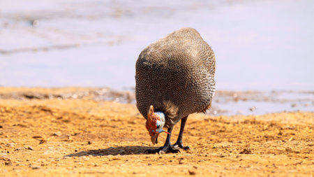 Helmeted guineafowl, or Numida meleagris, in Kruger National Park, South Africa