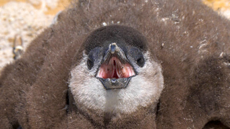 Close up of african penguin chick in the nest asking for food, in the colony of Boulders Beach near Simons Town, South Africaの写真素材