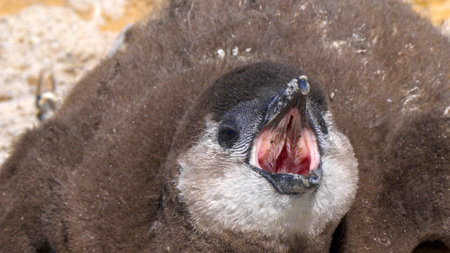 Close up of african penguin chick in the nest asking for food, in the colony of Boulders Beach near Simons Town, South Africaの写真素材