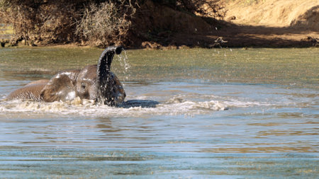Elephant take a bath in a pond in the Kruger National Park, South Africaの写真素材