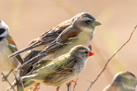 Close up of the Cape sparrow, or Passer melanurus, or mossie, and Red billed quellea, or Quelea quellea, in Kgalagadi Transfrontier Park, South Africaの写真素材